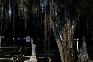 A spooky tree in a cemetery at night